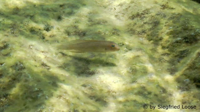 Telmatochromis sp. 'vittatus elongate' Milima Island